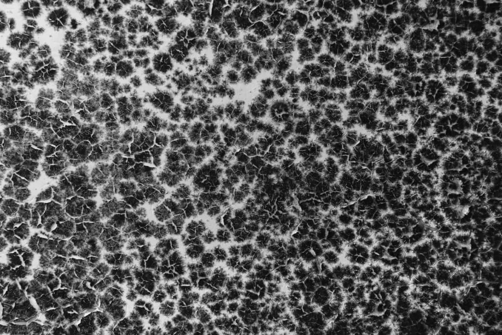 Black mold can grow anywhere in a home on long island