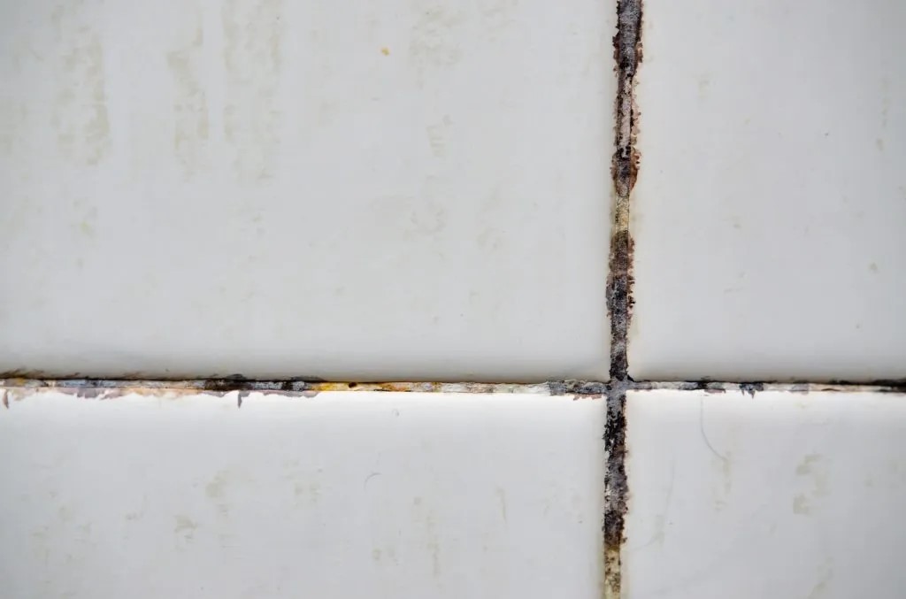 The tiles have mold stains in their grooves in kitchen