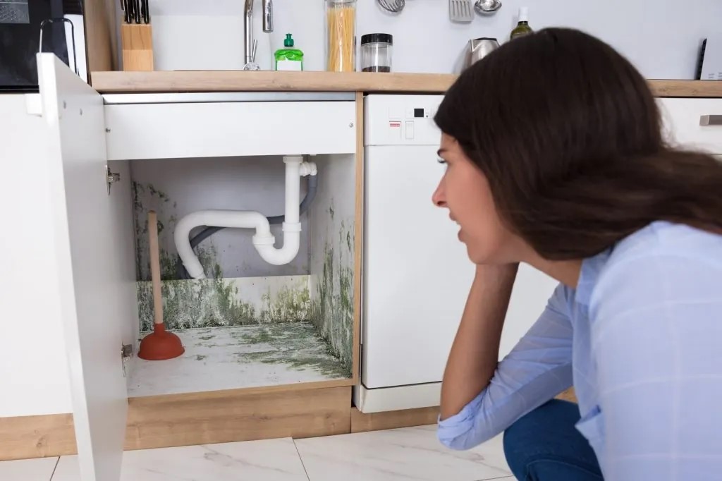 mold growing in a kitchen cabinet