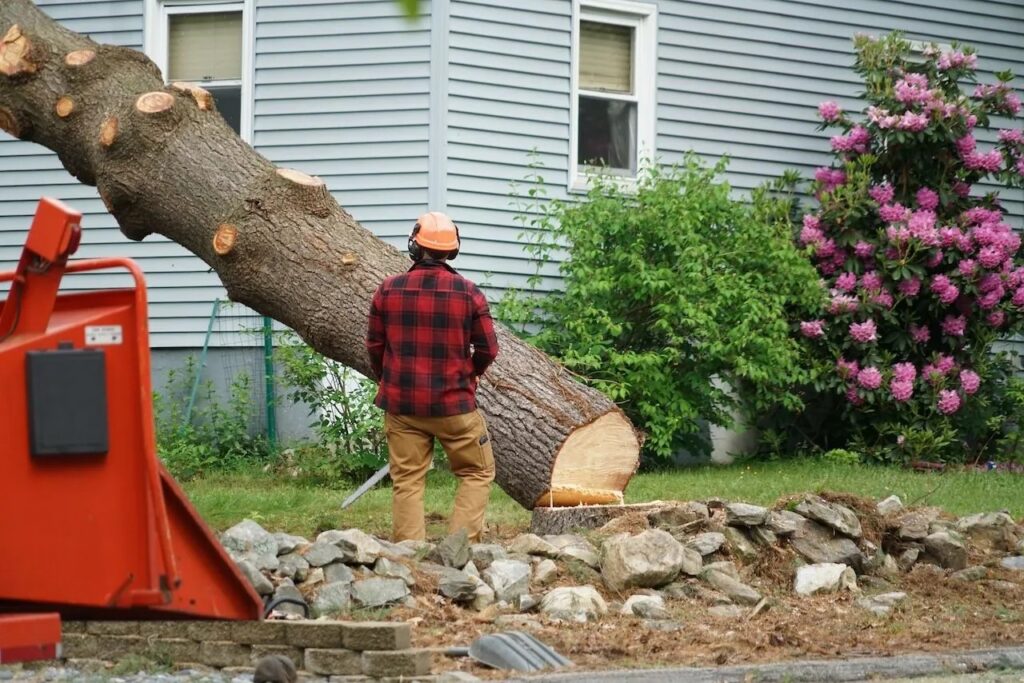 Professionals can remove the fallen tree and restore your home correctly.