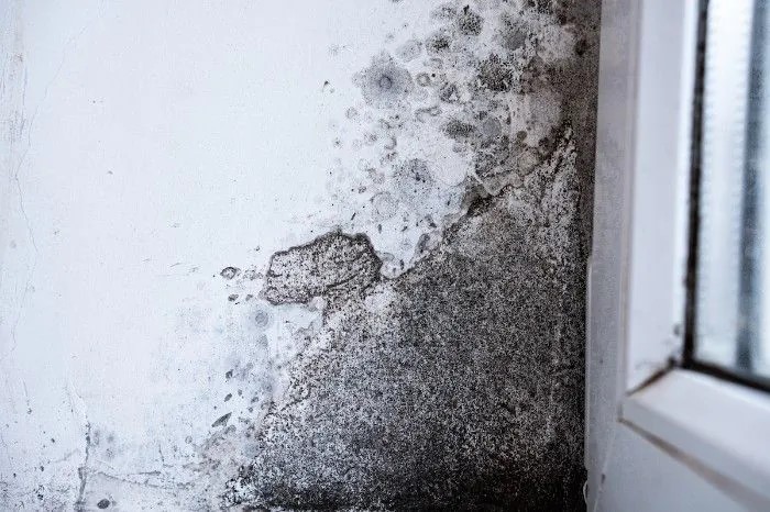 mold spores growing on the walls of a basement in long island