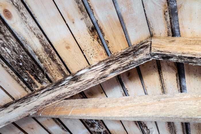mold on joist beams in attic