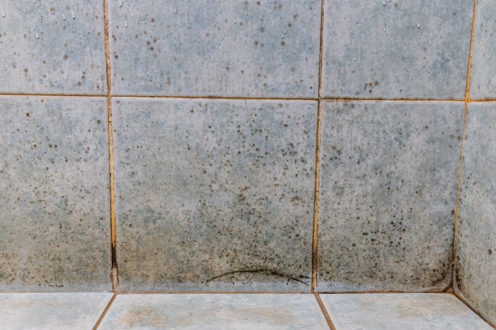 Mildew, dirty unhygienic mold growing on bathroom wall tile surface