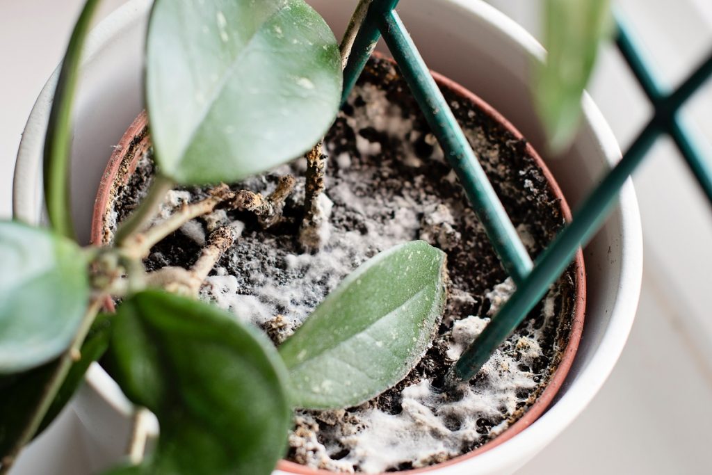 Mold growth in potted plant soil, demonstrating hidden indoor mold sources in homes across Long Island’s humid climate.