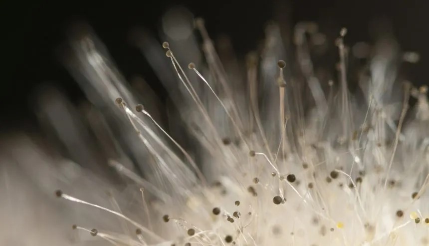 Mold spore up close is a sign of mold season on long island. learn how to prevent mold growth