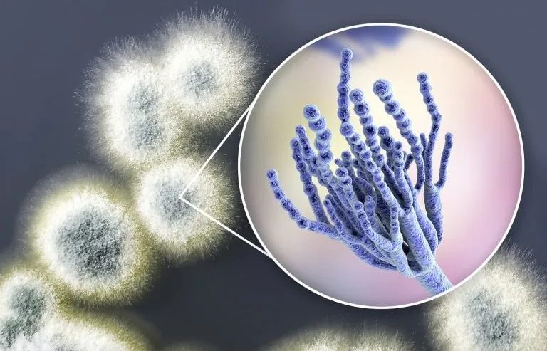 mold spores. 9 myths about mold