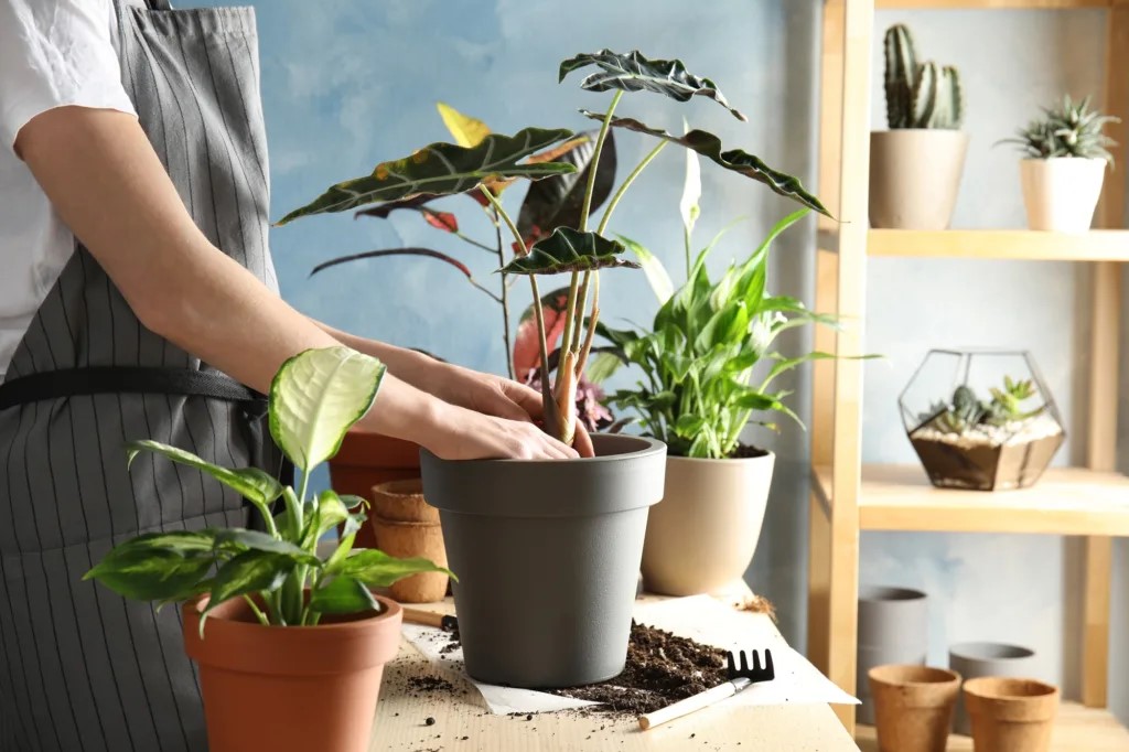 Man removing plants from pots preparing his home for winter