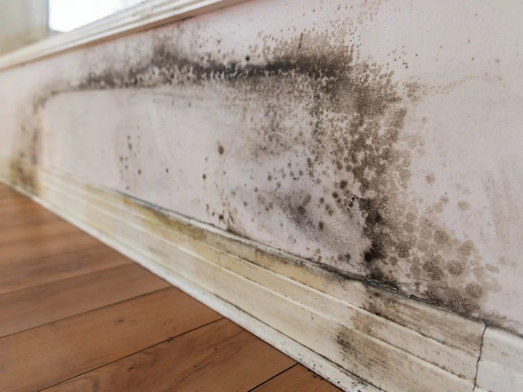 early signs of mold growth in home New York moisture issue
