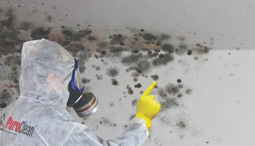 Puroclean of huntington technician inspecting mold in a home
