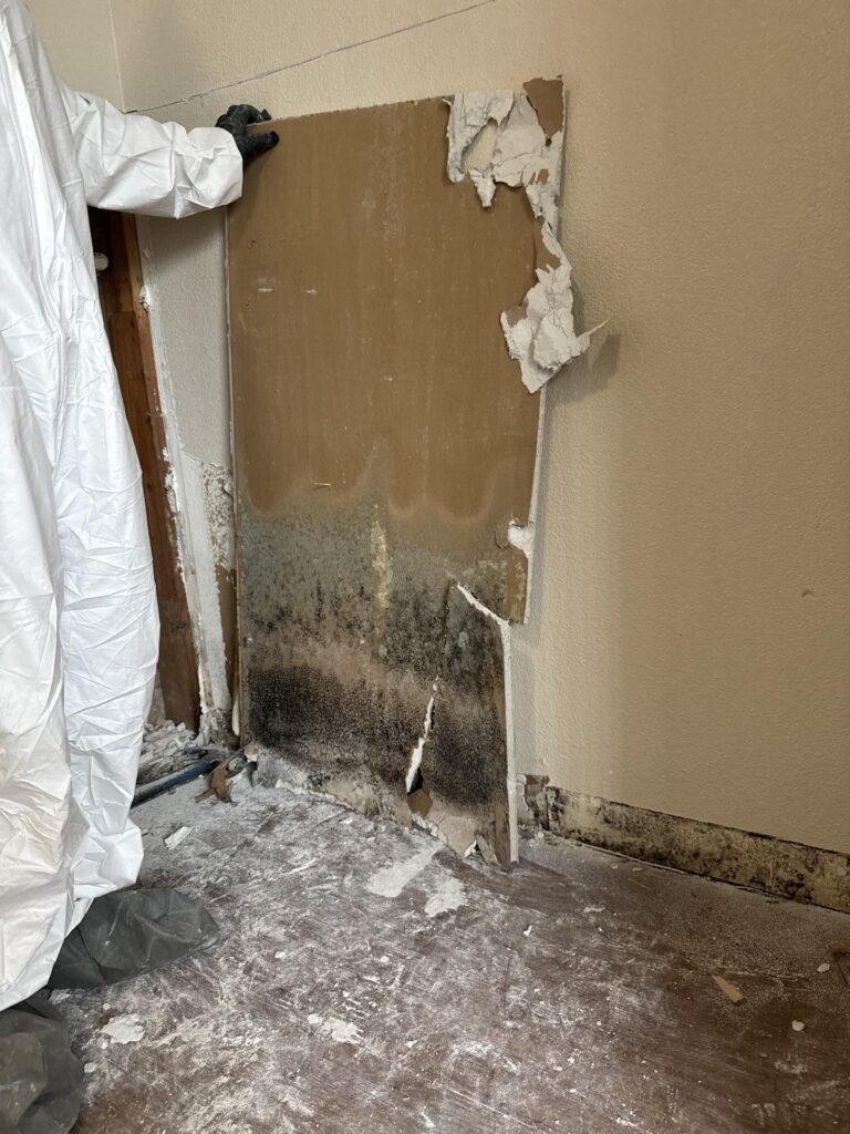 Mold damage behind drywall we did a mold removal in Pflugerville home before remediation