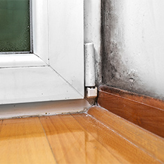 mold growth on the wall