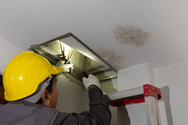 Attic Mold Removal in Renton and Sammamish | PuroClean Property Restoration