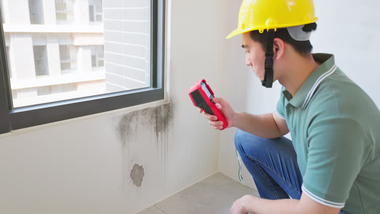 black mold removal near you
