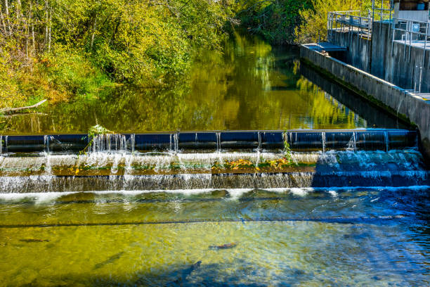 How Issaquah Creek's Phase 4 Flooding Turns Your Basement Into a Health Hazard in 24 Hours