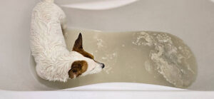 PuroClean of Sammamish Pet Water Damage: How Dogs and Cats Cause $20,000 Water Damage Disasters in Sammamish Homes