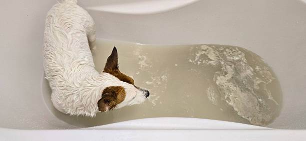 PuroClean of Sammamish Pet Water Damage: How Dogs and Cats Cause $20,000 Water Damage Disasters in Sammamish Homes