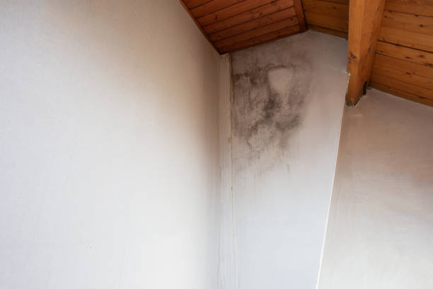 5 Shocking Dangers of Ignoring Attic Mold Removal in Renton and Sammamish