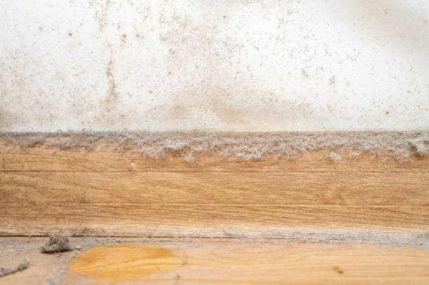 Mold Under Hardwood Floors in Renton