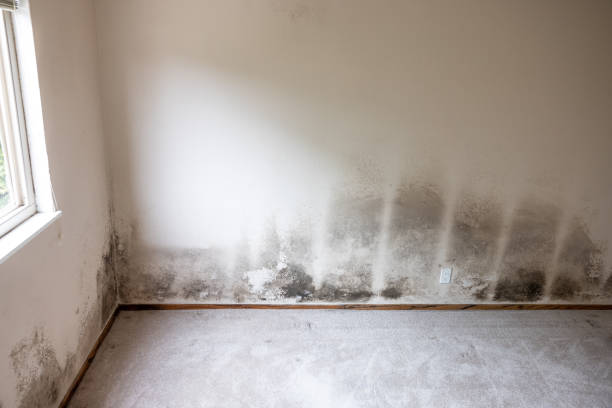 Why Water Damaged Wall Repair Is So Common in Humid Climates