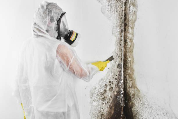 Think You’ve Found Black Mold? Here’s Who to Call (and Fast!)