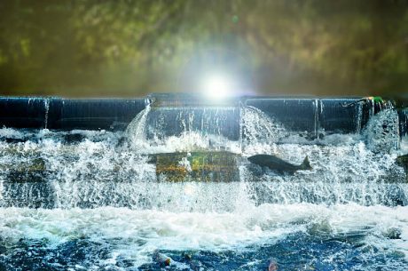 How Issaquah Creek's Phase 4 Flooding Turns Your Basement Into a Health Hazard in 24 Hours