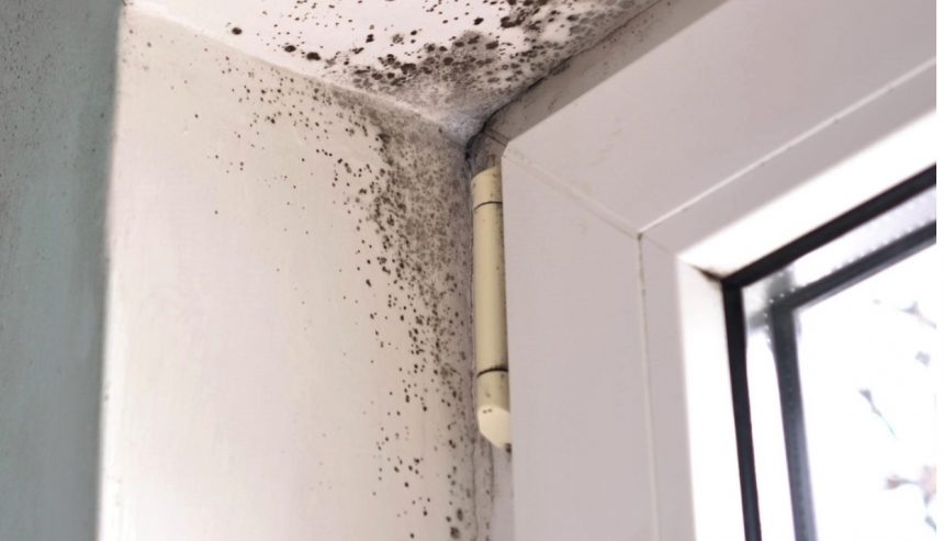 Top Tips for Preventing Mold Growth After Water Damage in Jacksonville's Humid Climate