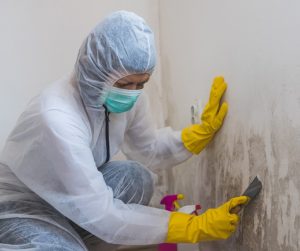 Can I Remove Mold Myself in Jacksonville, FL