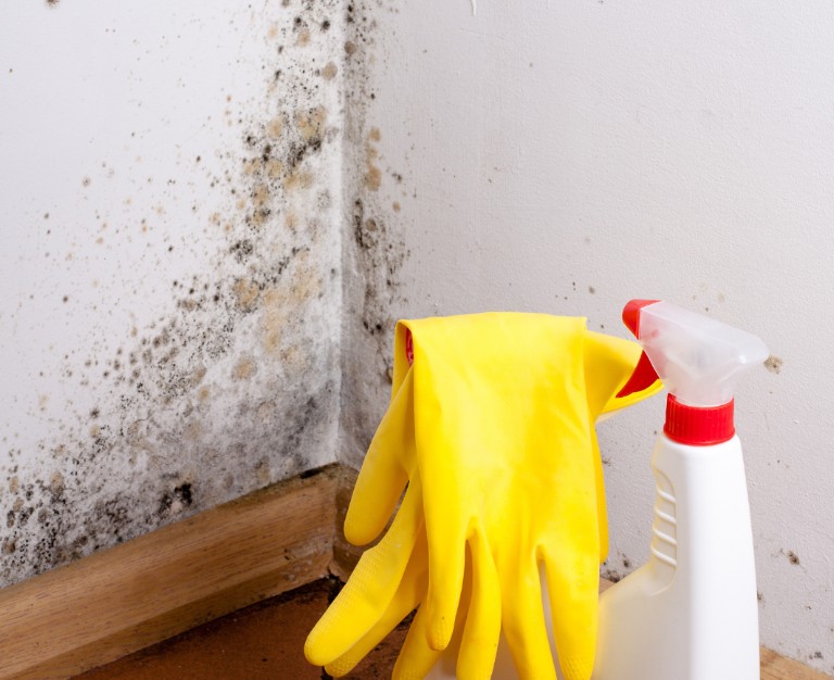 Common Questions About Mold Removal in Jacksonville, FL
