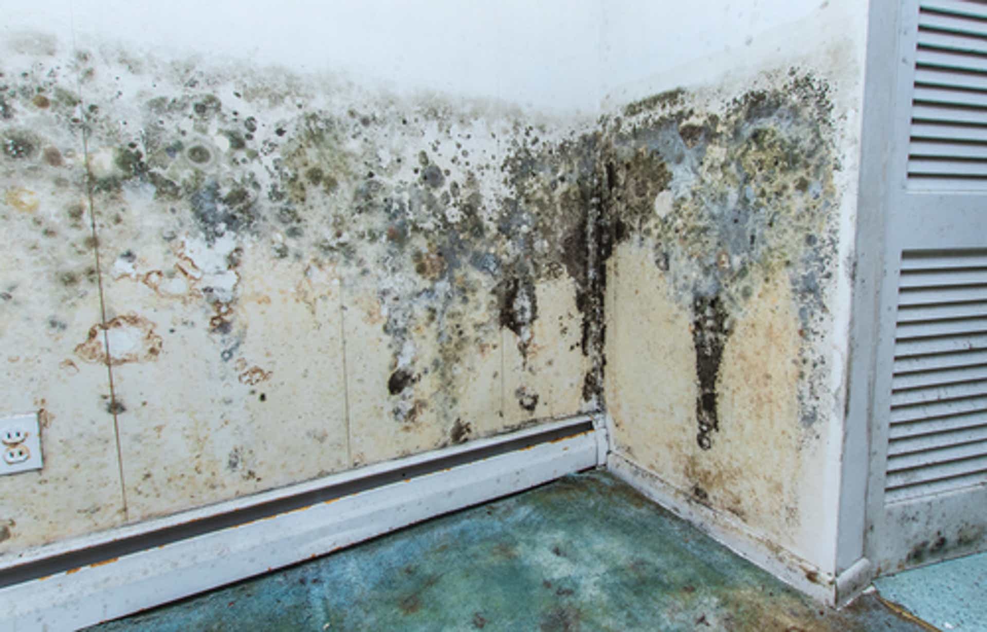 Got Mold? Here’s Why Jacksonville Residents Rely on Professional Mold Removal