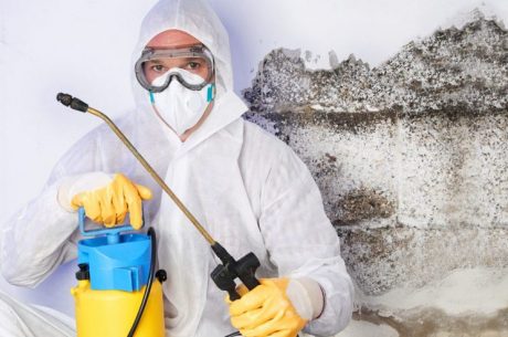 Mold Removal