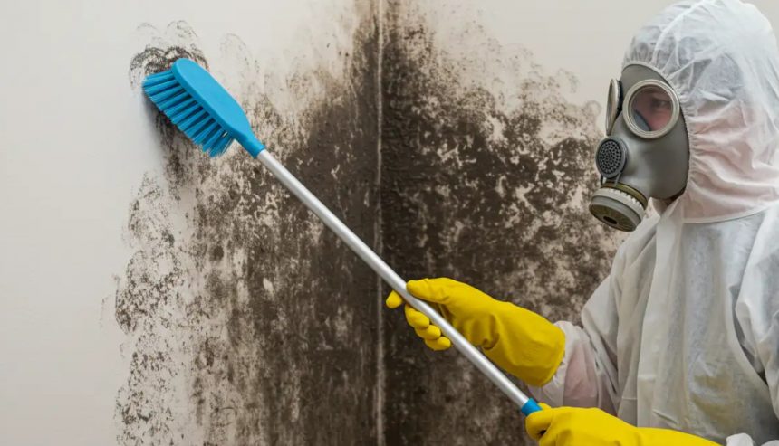 Mold Removal