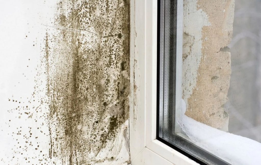 Mold Growth Removal