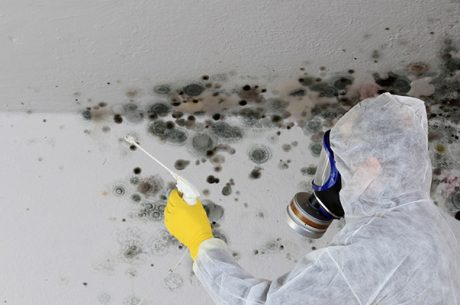 Professional Mold Removal Services in Jericho, NY