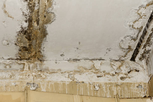 Mold Inspection in Suffolk County