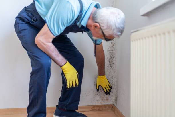 Mold Inspection in Kings County | 100% Professional & Accurate Mold Assessment