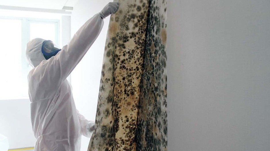 Mold Cleaning Services in Long Island