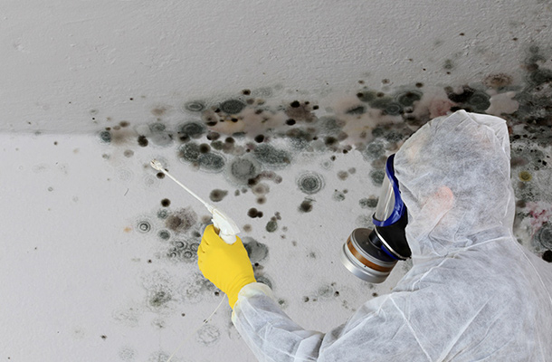 Professional Mold Removal Services in Jericho, NY