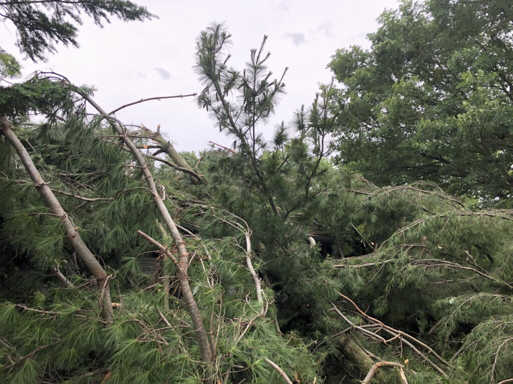 trees after tornado
