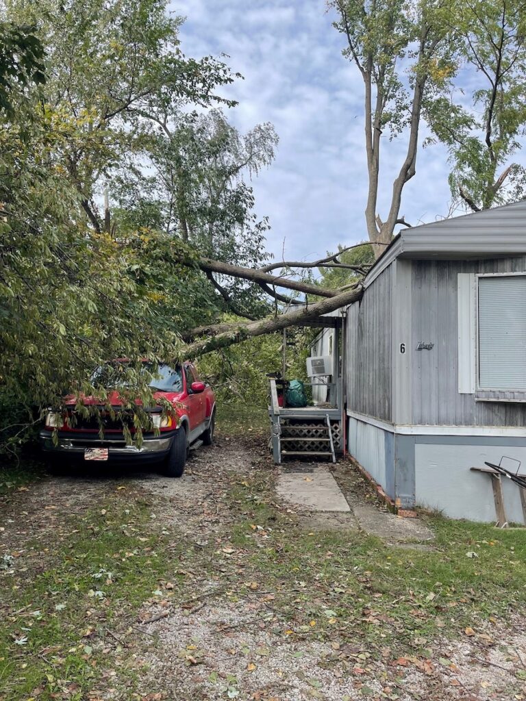 tree removal