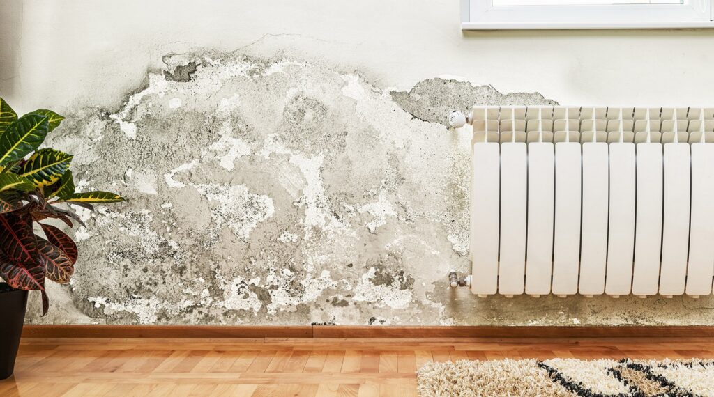 air purifiers and mold in west central Florida home