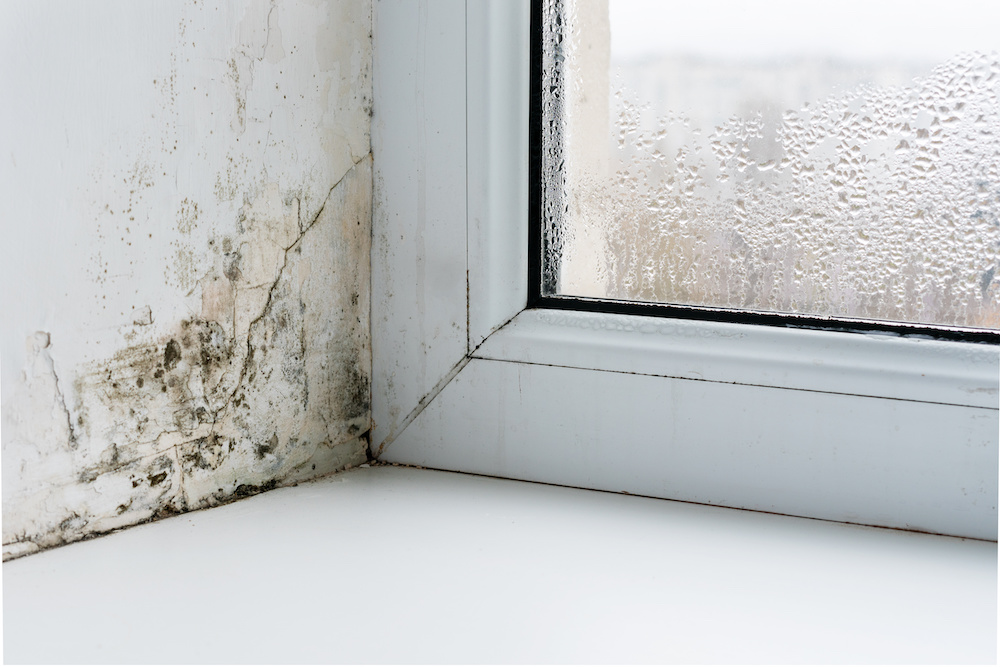 Mold on the wall next to a window