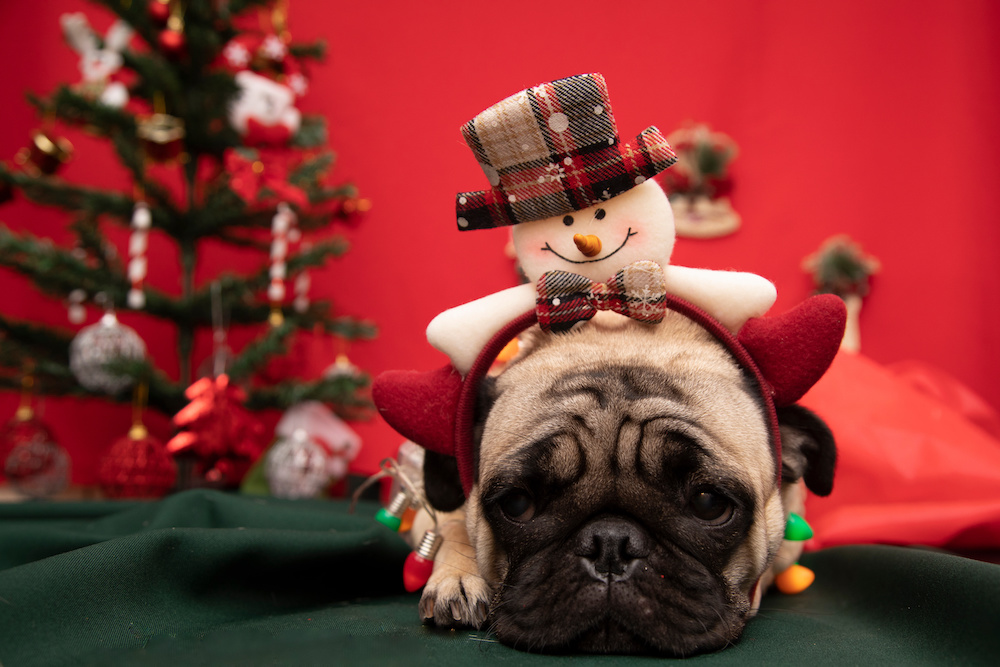 A pug laying down in front of a red background and Christmas decorations. Has a snowman headband on.