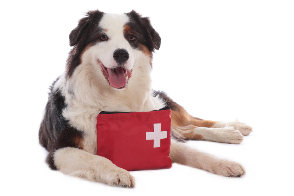 pet disaster preparedness