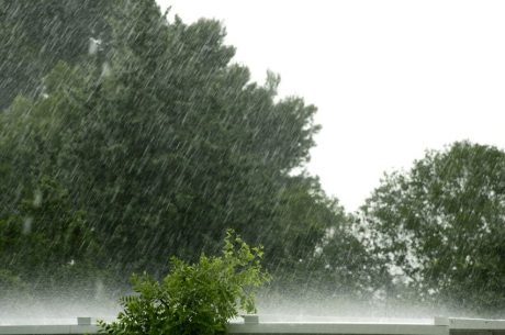 spring rain falling on trees