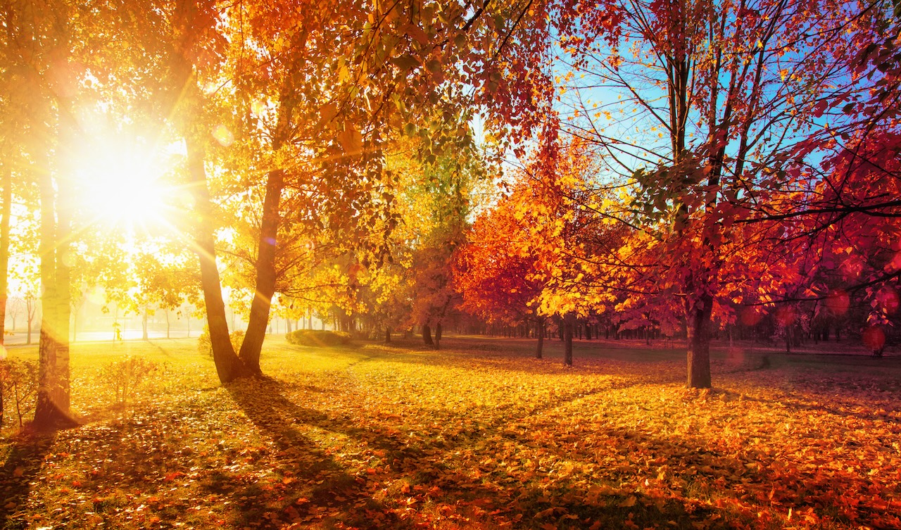 Autumn Roof and Gutter Maintenance Explained: Protecting Your Home This Season
