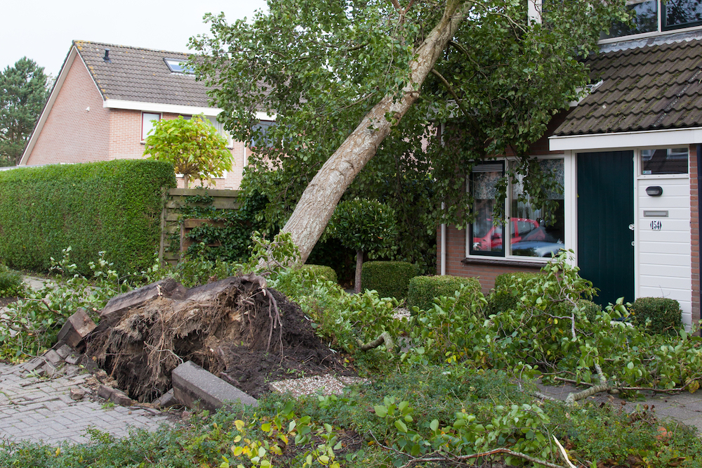 Wind damage as a result of a fallen tree