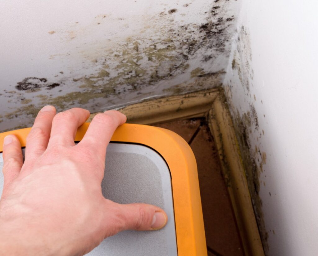 The Hidden Dangers of Mold in East Las Vegas Homes