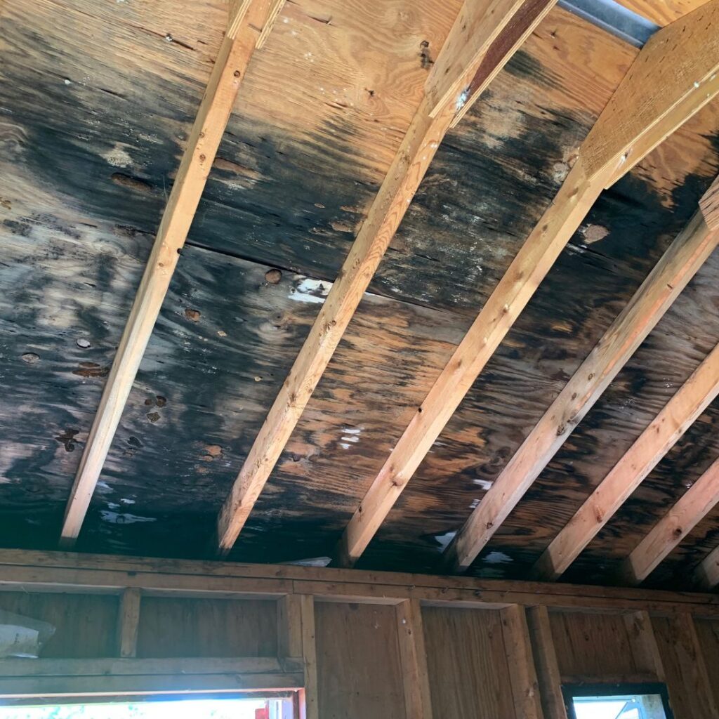 Mold Cleanup