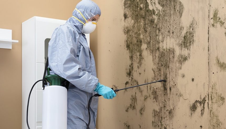 Toxic black mold