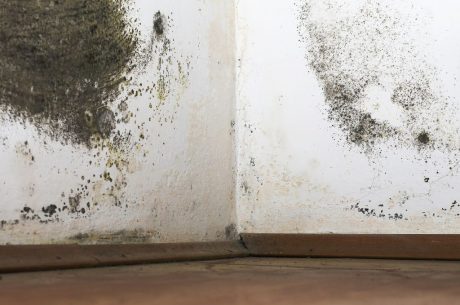Black Mold